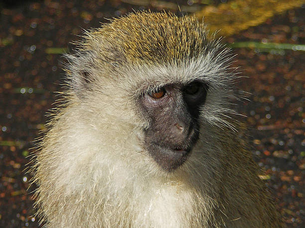 Cercopithecus stock photo