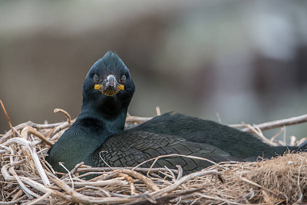 Shag on nest (Farne Islands, UK) stock photo