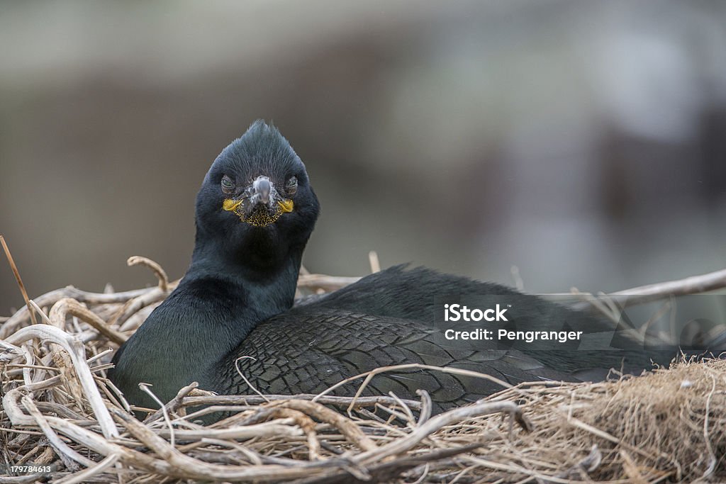 Phalacrocorax Aristotelis no nest (Ilhas de Farne, Reino Unido) - Royalty-free Bamburgh Foto de stock