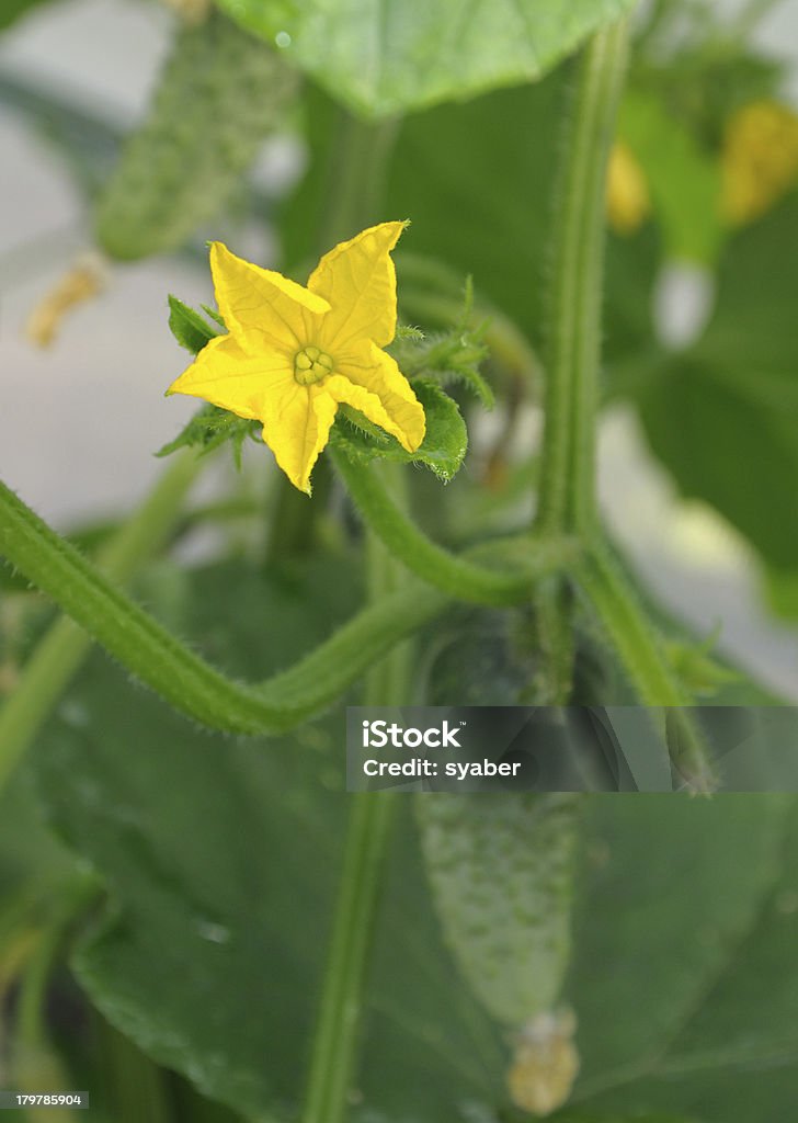 Flower of cucumber Flower of cucumber close-up Blossom Stock Photo