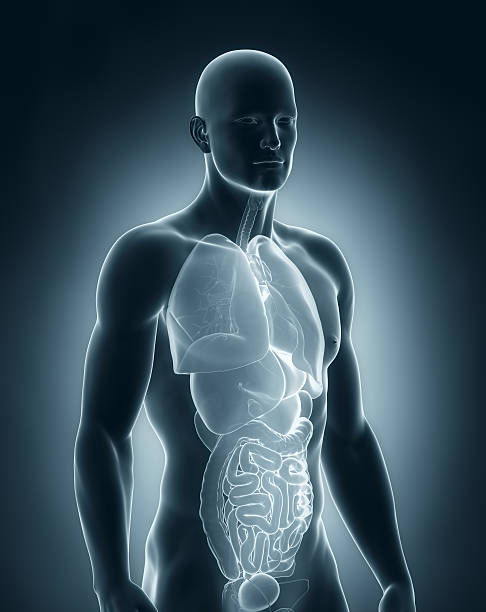 istock Man organs anatomy 179785964