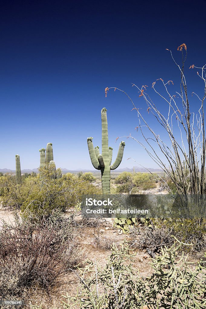 Пустыня Flora - Стоковые фото Ocotillo Cactus роялти-фри