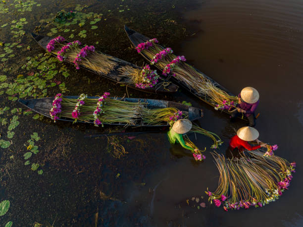 istock Cleaning water lily in Moc Hoa 1797867773