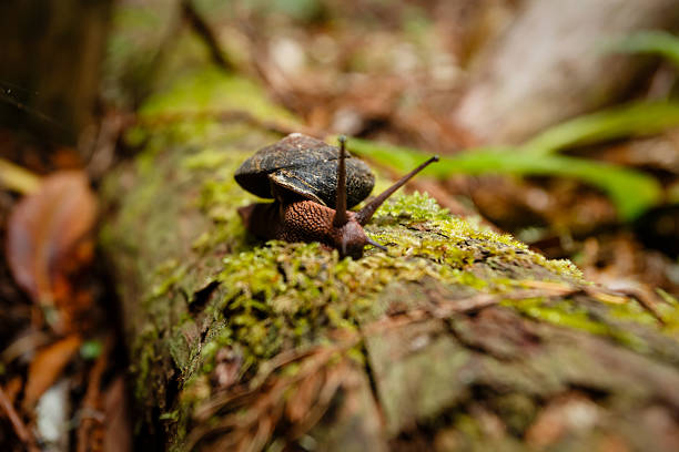 Snail wanders along mossy fallen tree trunk in Muir Woods National Monument part of Golden Gate International Biosphere Reserve