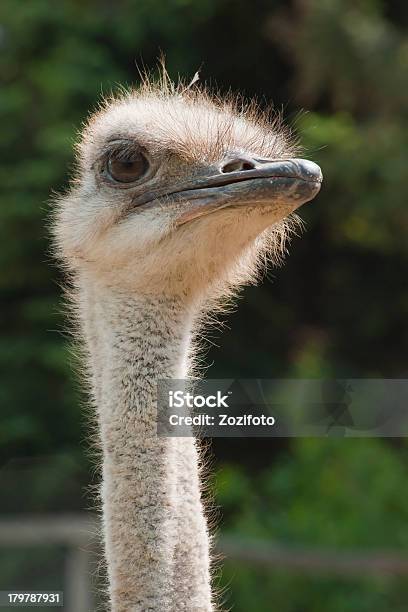 Strauß Porträt Stockfoto und mehr Bilder von Afrika - Afrika, Agrarbetrieb, Bildhintergrund