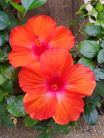 Hibiscus syriacus