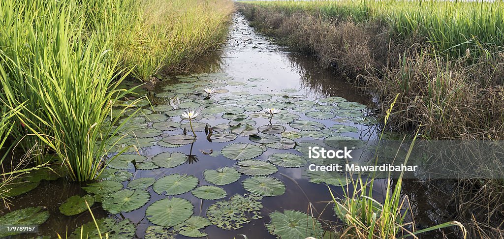 Reflexion von lotus - Lizenzfrei Agrarbetrieb Stock-Foto