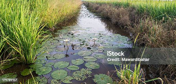 Reflexion Von Lotus Stockfoto und mehr Bilder von Agrarbetrieb - Agrarbetrieb, Asien, Fotografie