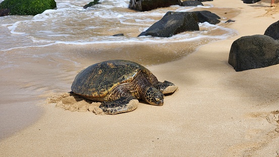 A Hawaii green sea turtle slowly climbing up the Laniakea Beach on Oahu island