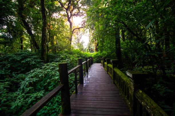 Ang ka nature trail stock photo