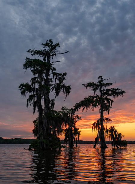 Dramatic Sunset at a Louisiana Bayou Swamp with Bald Cypress Trees