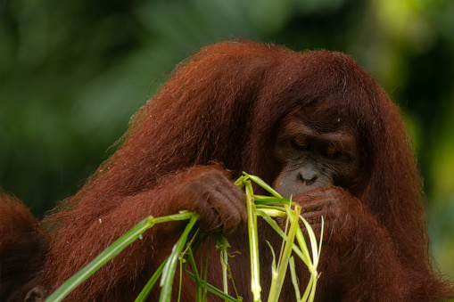 Adult orangutan smelling and eating a huge amount of the green grass during the rainy day, copy space for text, background