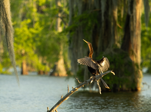 Sunlit anhinga bird perched on a branch in a bayou in Louisiana. It is drying its wings.