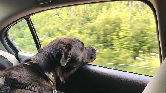 Close-up of large black mixed-breed dog -- chow-chow  / lab mix. Mid-day. On a drive in the Superior National forest in Minnesota, this pup enjoys the wind blowing in it's face and smelling the fresh air, riding in the vehicle with it's human.