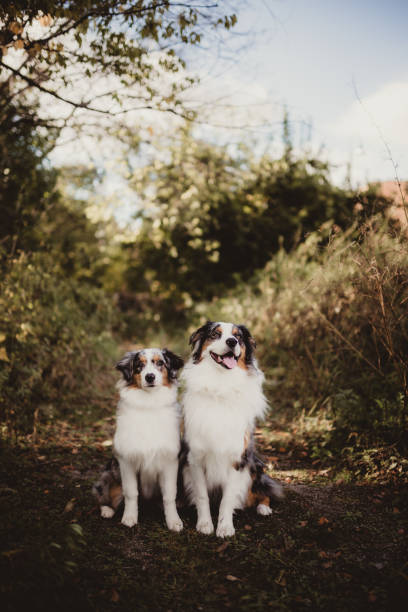 Australian shepherd sitting outside obediently