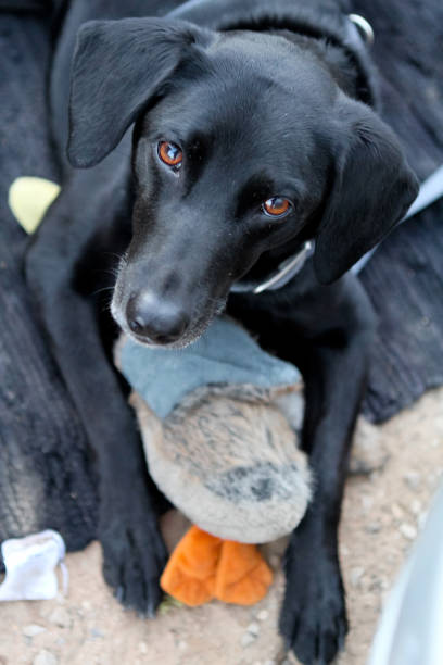 istock black rescue dog holds it's duck toy 1797934735
