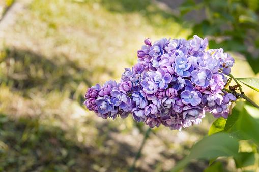 Branch of blooming Persian lilac on a green background.