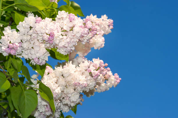 Branches of white blooming lilac against the blue spring sky. Spring floral background