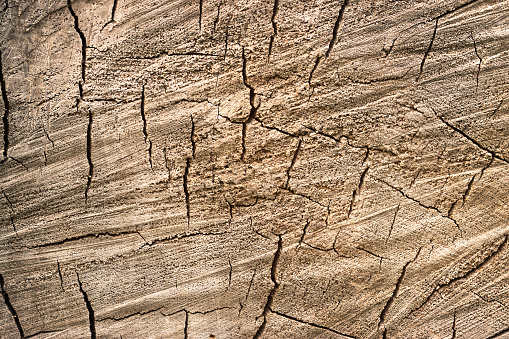 Colored wooden background. Cracks in the cut of the tree.