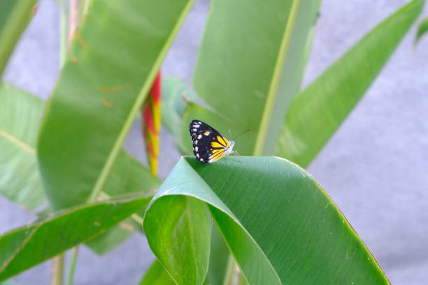 istock Butterfly in foliage 1797982330