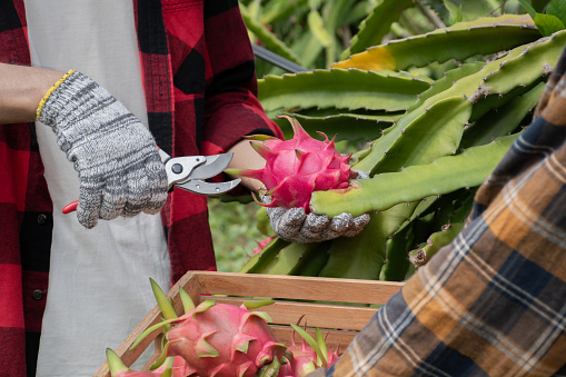 Fruit gardener holding pruning scissors and picking or harvesting dragon fruit, pitaya or pitahaya fruits in their own local fruit garden, soft and selective focus.