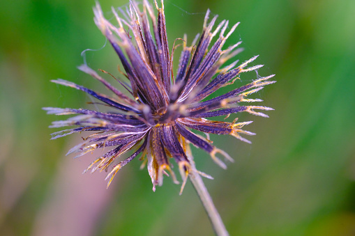 The seeds and flower of a purple cornflower in the field