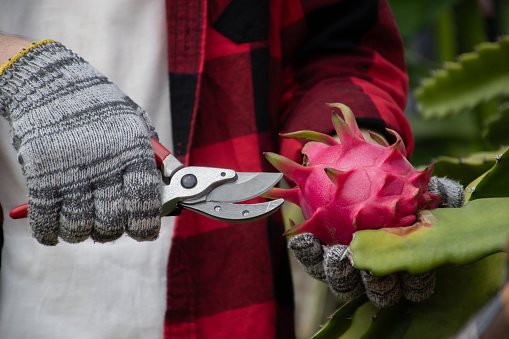 Fruit gardener holding pruning scissors and picking or harvesting dragon fruit, pitaya or pitahaya fruits in their own local fruit garden, soft and selective focus.