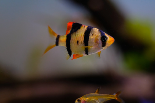 Macro Photography. Animal Close up. Macro photo of tiger barb fish roaming around in the aquarium. Exotic fish, Fish on tanks, Shot in Macro lens