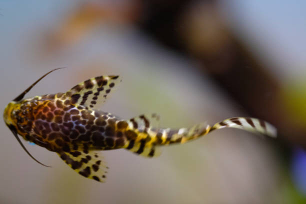 istock Macro shot of Synodontis nigriventris catfish 1798006314