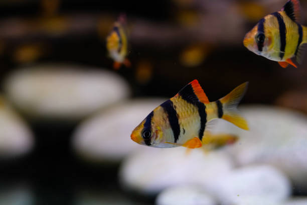 istock Macro photo of tiger barb fish 1798011624