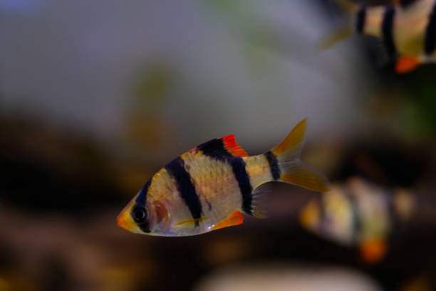 istock Macro photo of tiger barb fish 1798021840