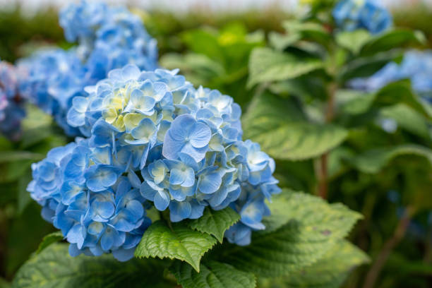 Обрезка гортензии крупнолистной