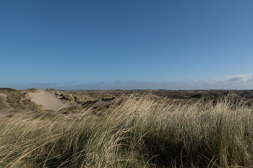 Marram grass  (Ammophila arenaria) in front of a dune landscape in the sun at the Dutch North sea