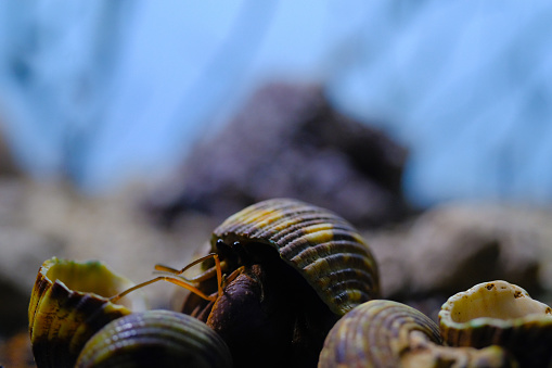 Macro Photography. Animal Close up. Macro photo of a Hermit crab (Coenobita Brevimanus) among a pile of shells. Animal Behaviour. Shot in Macro lens
