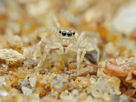 Cute jumping spider on the sand