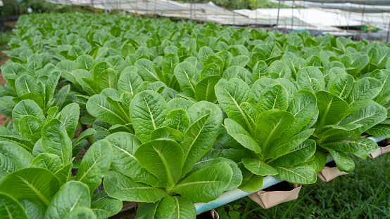 Vegetables in the smart greenhouse vertical plant of hydroponics farm for background ,Organic fresh harvested vegetables; Field of cultivation farming Salad plant farm for health
