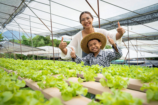 Mother and Son harvesting vegetables Organic at farm. Vegetables greenhouse plant of hydroponics farm for background. Field of cultivation farming Salad plant farm for health.