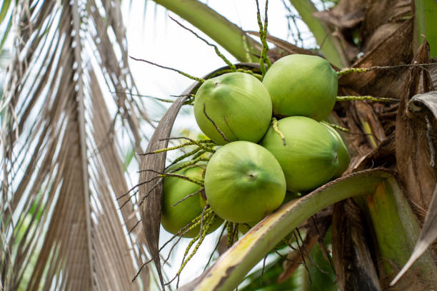 cocotier à coconut farm. noix de coco fraîche à boire et à rafraîchir. - fitness trainer photos et images de collection