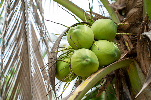 Coconut Tree at Coconut Farm. Fresh Coconut for drinking and refreshing.