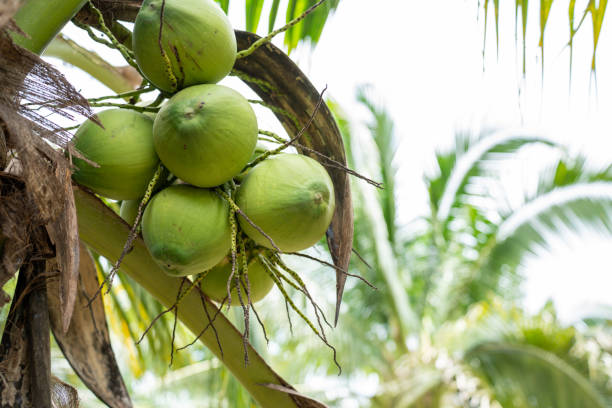 Coconut Tree at Coconut Farm. Fresh Coconut for drinking and refreshing.