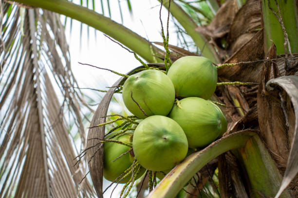 istock Coconut Tree at Coconut Farm. Fresh Coconut for drinking and refreshing. 1798048781