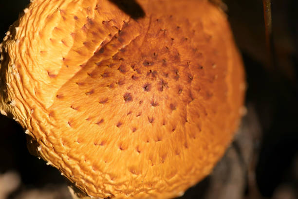 istock Yellow-brown Numerisugitakemodoki (Pholiota cerifera) mushrooms umbrella top (Wildlife closeup macro photograph) 1798066687