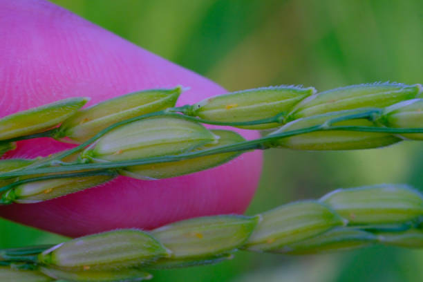 Macro Photography. Plants Close up. Macro photo of a left hand touching and feeling the rice grains, to ensure the rice grows healthy and fertile. Shot in Macro lens