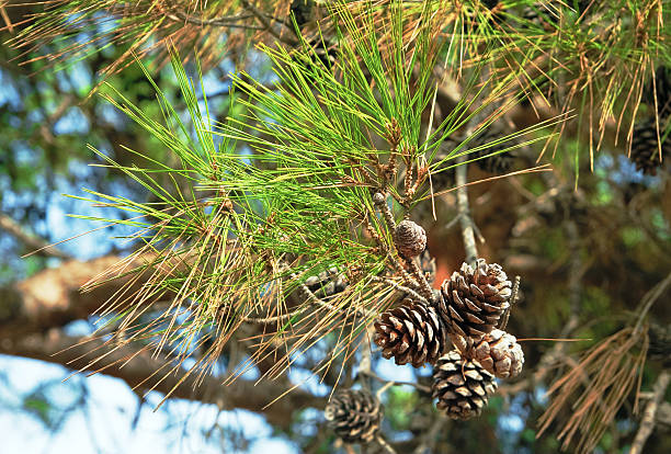 pine branch mit hütchen. - pinaceous stock-fotos und bilder