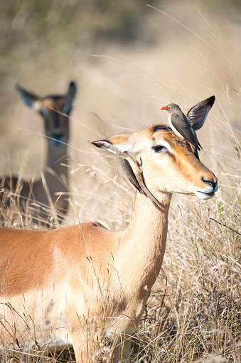 Ox pecker cleaning impala in savannah
