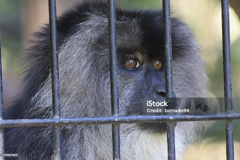Macaco de cola de león - Foto de stock de Animal libre de derechos