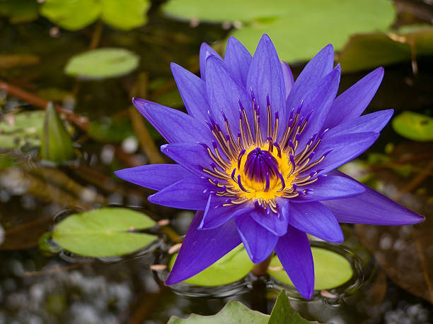 Cтоковое фото Фиолетовый lotus.