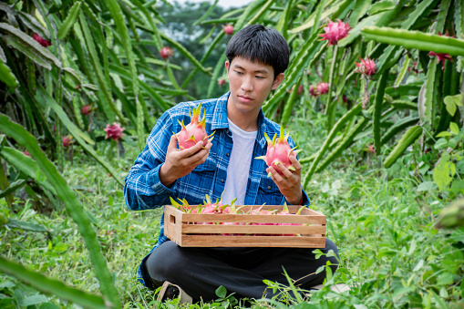 Young asian fruit gardener is using pruning scissors to cut pitahaya, pitaya fruits or dragon fruits from brunches in his own garden, young smart gardener concept.