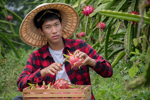 Young asian fruit gardener is using pruning scissors to cut pitahaya, pitaya fruits or dragon fruits from brunches in his own garden, young smart gardener concept.