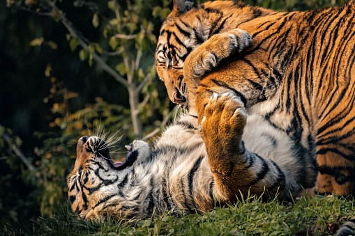 The two Bengal tigers playfully interacting with each other in a lush grassy park.